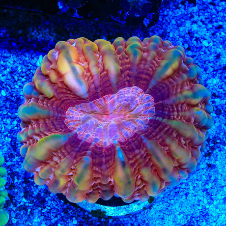 Orange Center Lobophyllia Coral