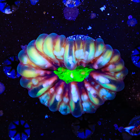 Neon Center Cynarina Coral