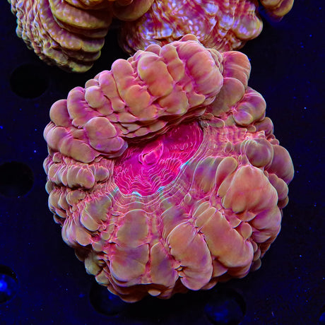 Ultra Orange Cynarina Coral