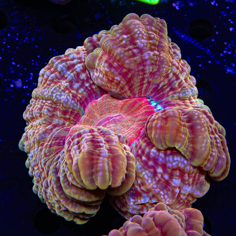 Ultra Orange Cynarina Coral