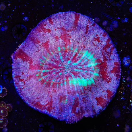 Rainbow Australomussa Coral