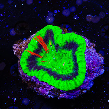 Master Scolymia Coral