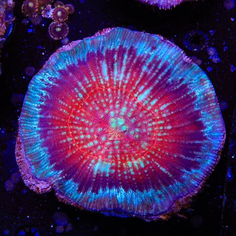 Rainbow Australomussa Coral