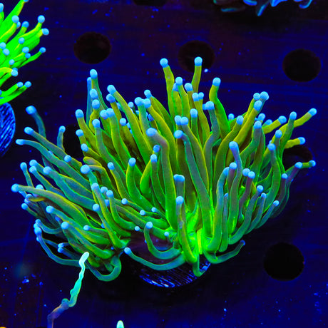 Neon Green Tip Frogspawn Coral