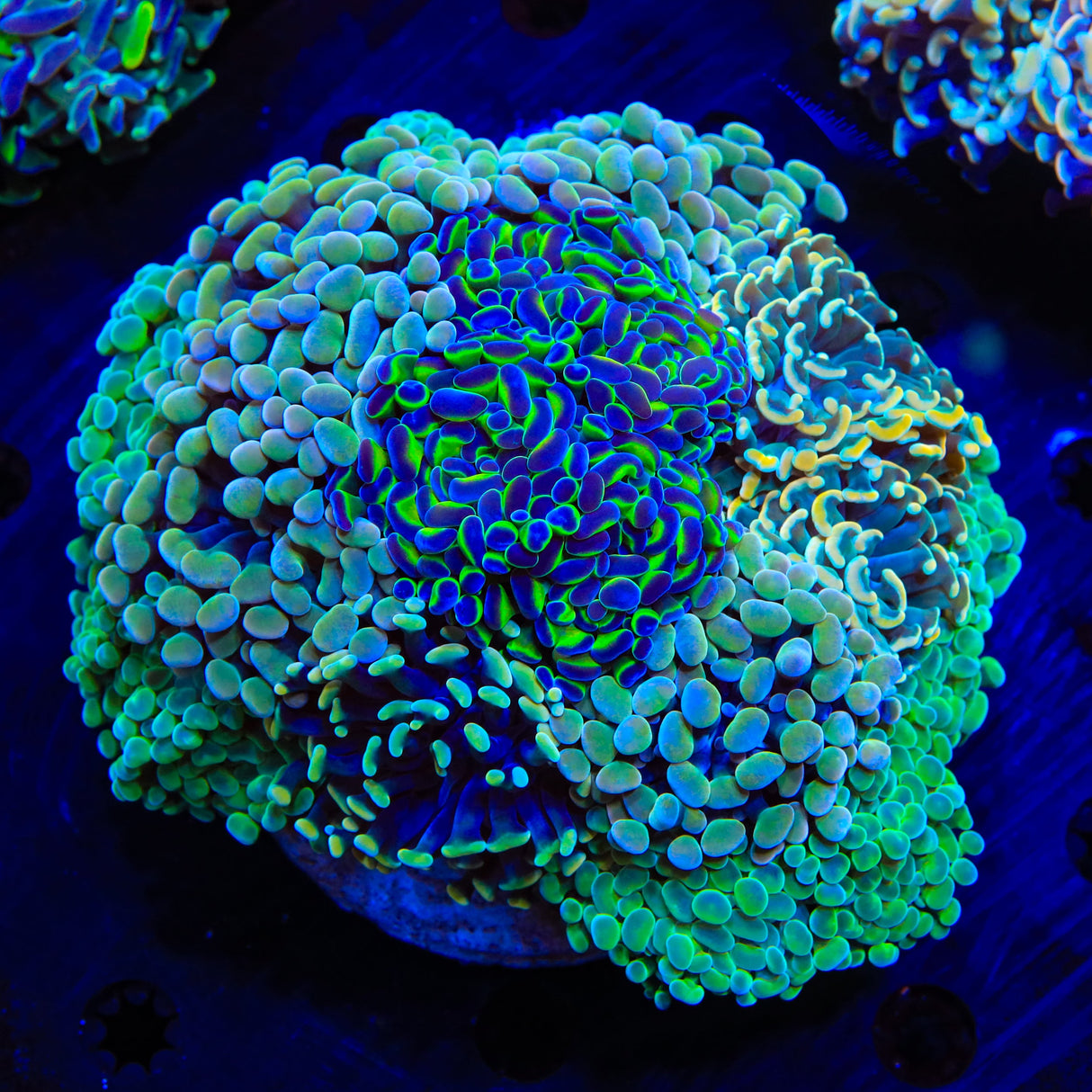 Fairy Dust Hammer Coral