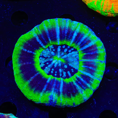 UFO Scolymia Coral