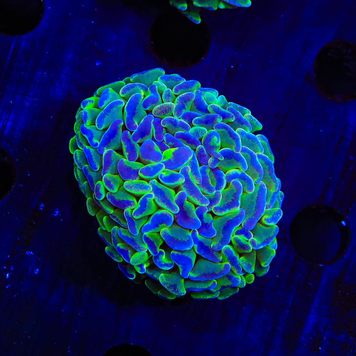 Highlighter Octospawn Coral