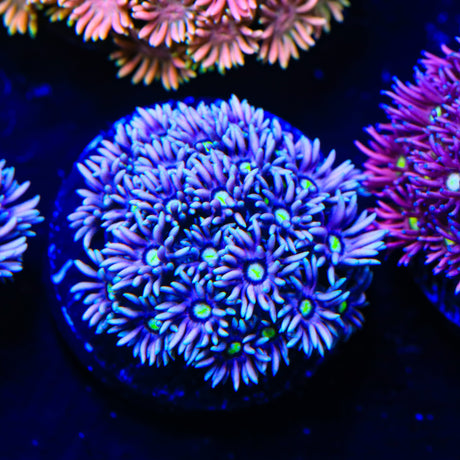 Tips on Fire Goniopora Coral