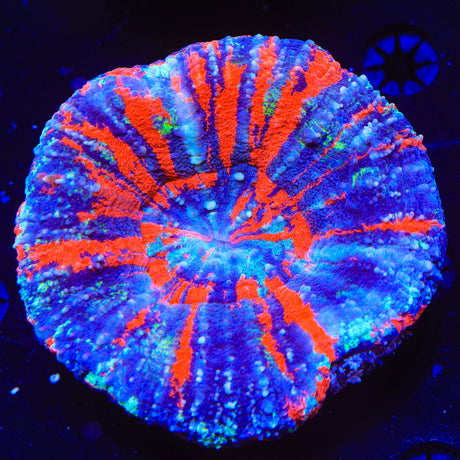 Warpaint Scolymia Coral