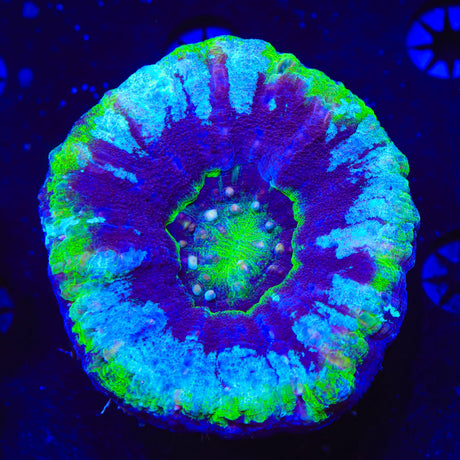 Ultra Scolymia Coral