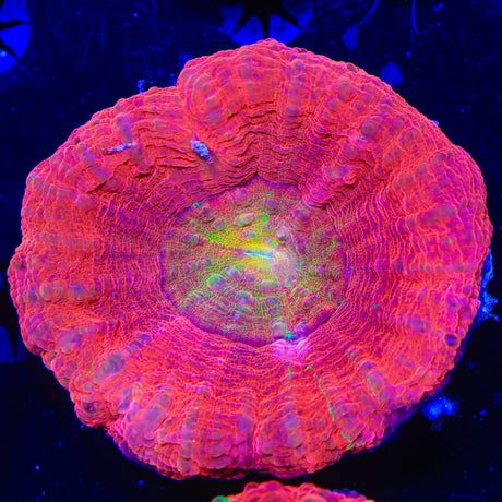 Yellow Eye Scolymia Coral