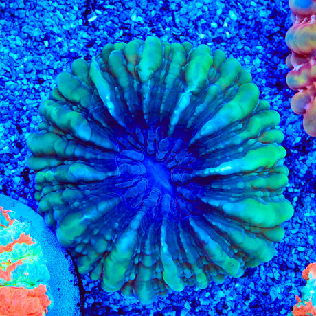 Rainbow Acanthophyllia Coral