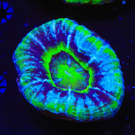 UFO Scolymia Coral