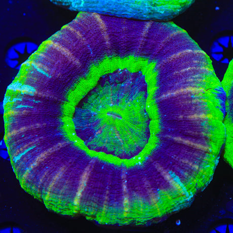 UFO Scolymia Coral