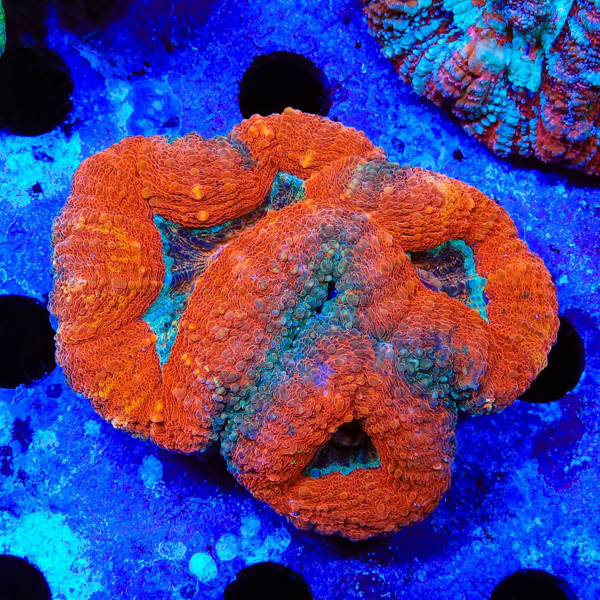 Ultra Lobophyllia Coral - Top Shelf Aquatics