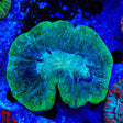 Ultra Trachyphyllia Coral - Top Shelf Aquatics
