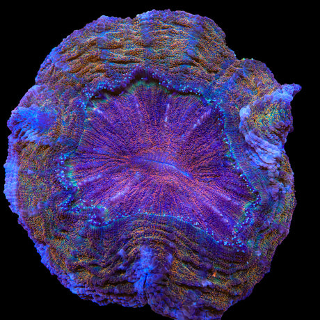 Ultra Rainbow Acanthophyllia Coral