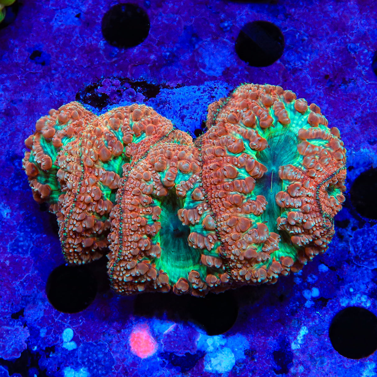 Strawberry Blasto Colony Coral - Top Shelf Aquatics