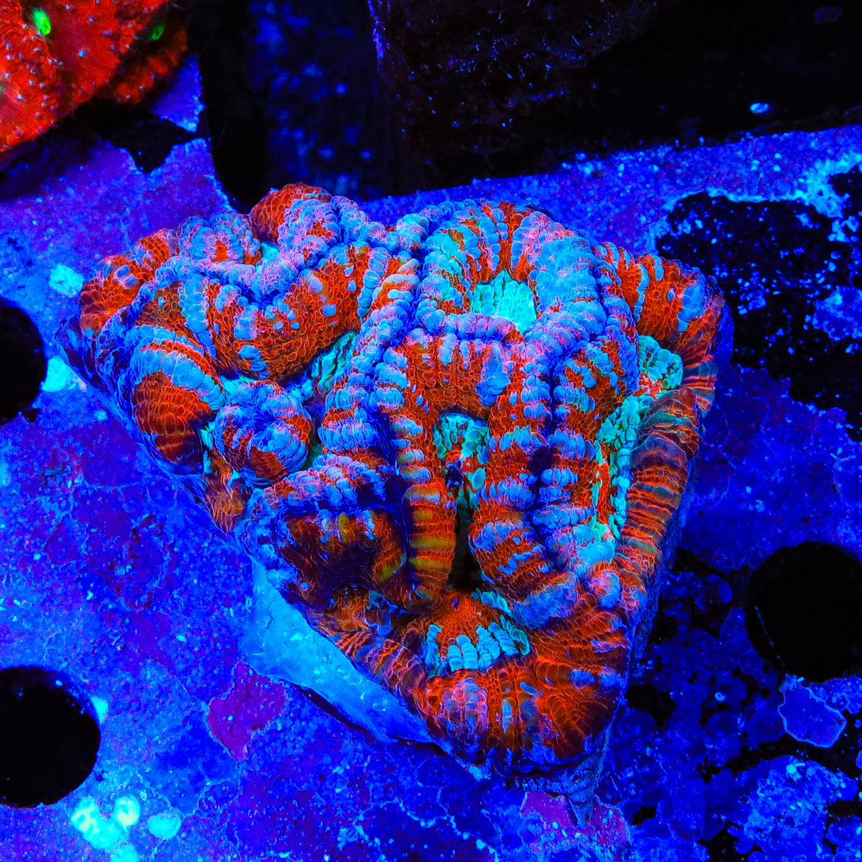 Rainbow Wilsoni Coral - Top Shelf Aquatics