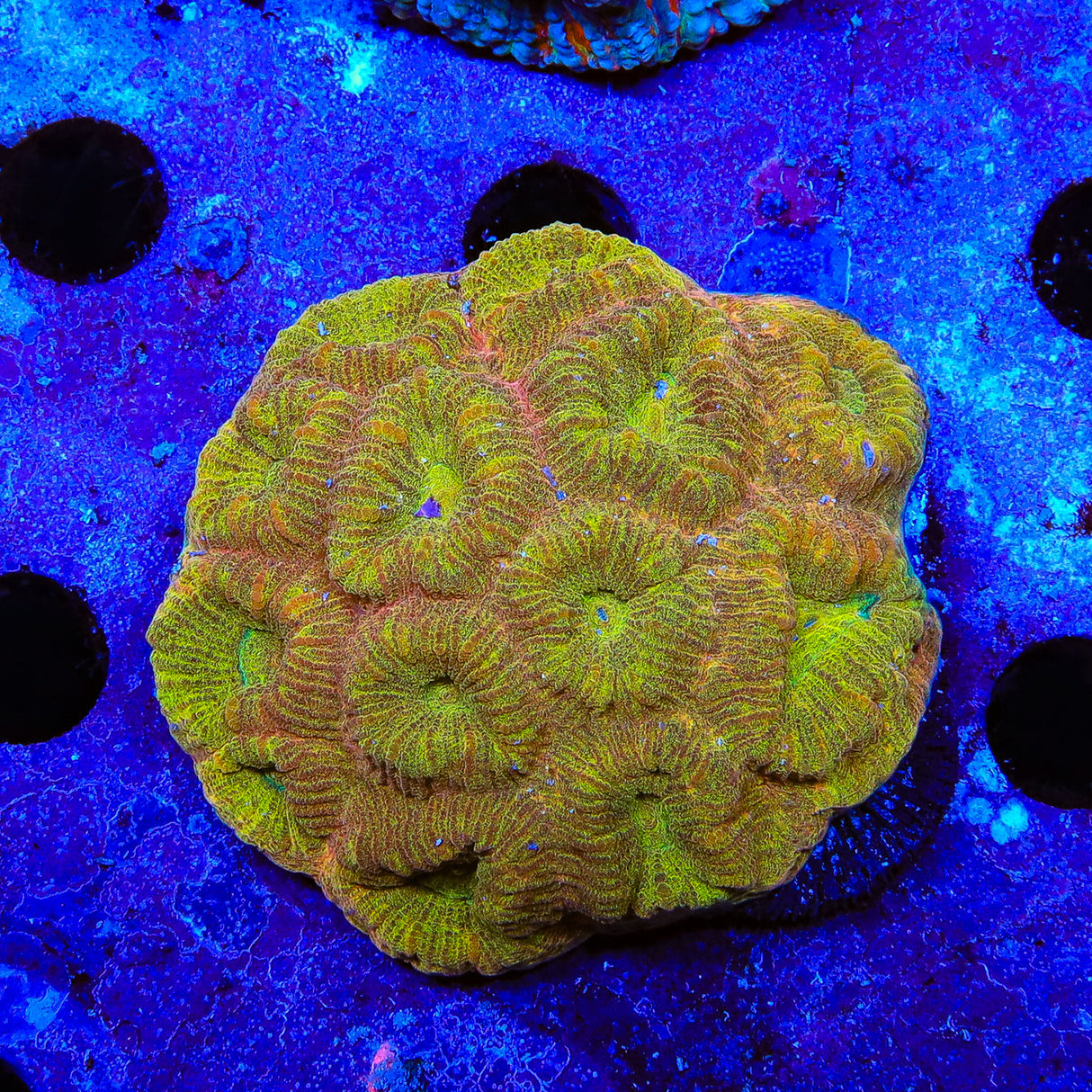 Gold Matrix Barabattoia Coral - Top Shelf Aquatics