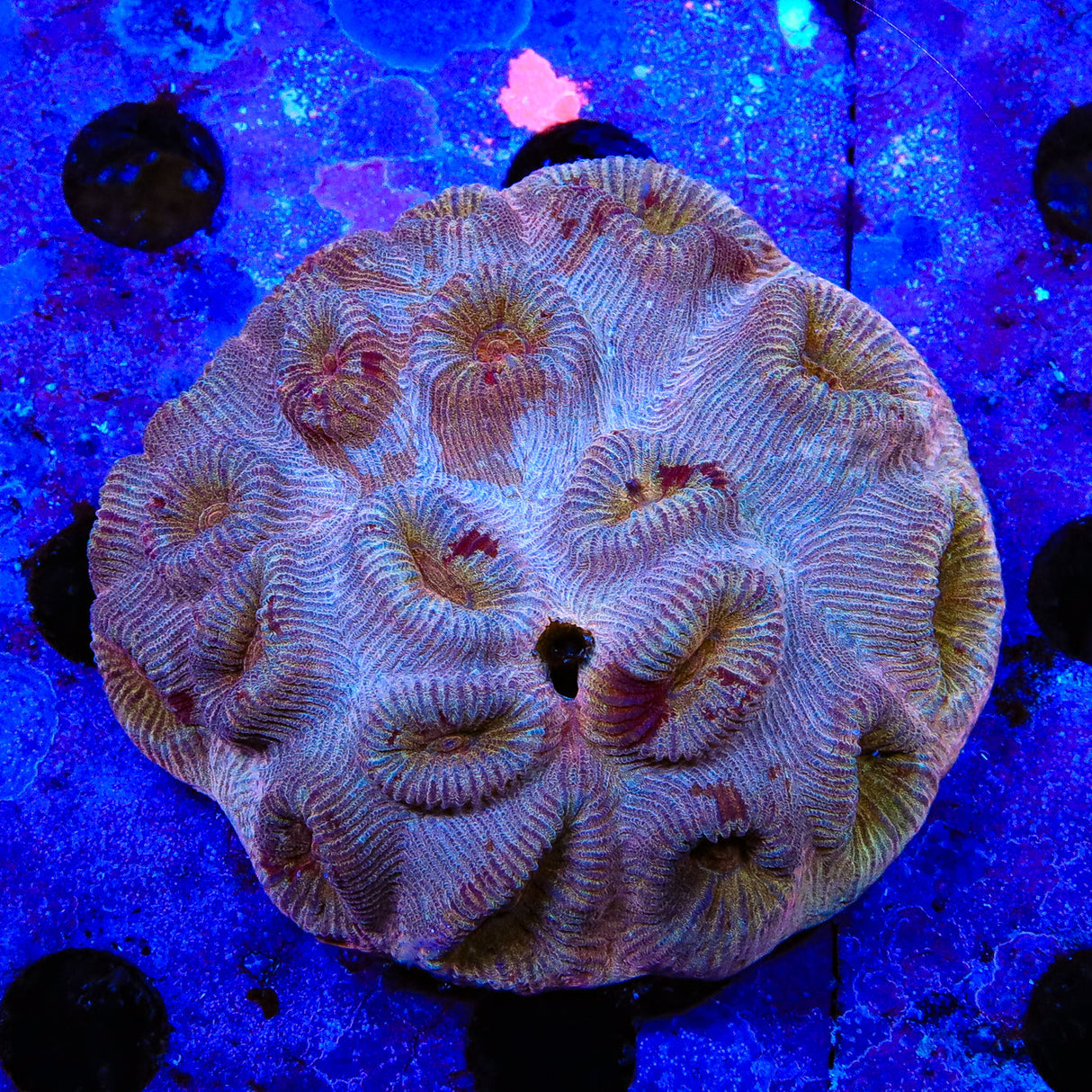 Cinnamon Barabattoia Coral - Top Shelf Aquatics