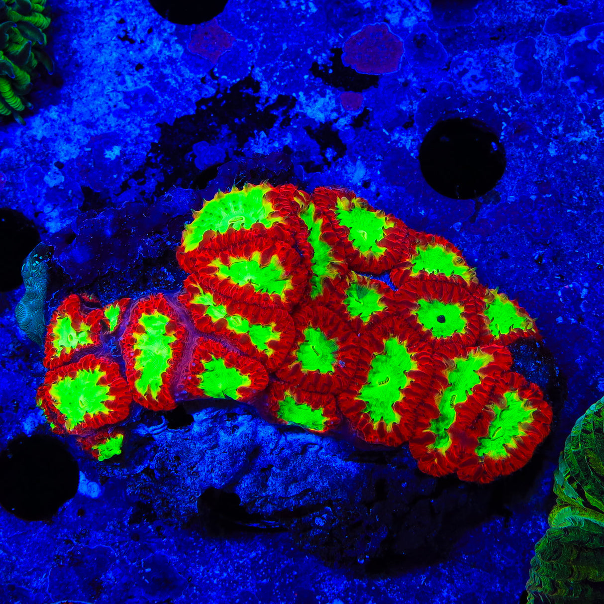 Red Hot Blastomussa Colony Coral - Top Shelf Aquatics