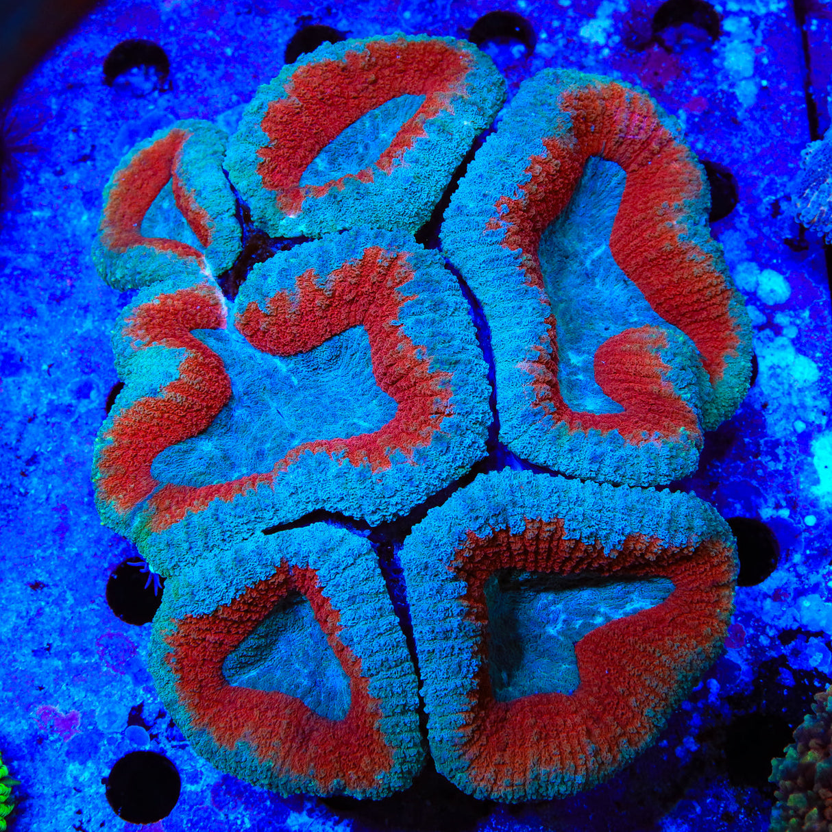 Ultra Lobophyllia Colony Coral - Top Shelf Aquatics