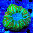 Lime in the Sky Cynarina Coral - Top Shelf Aquatics