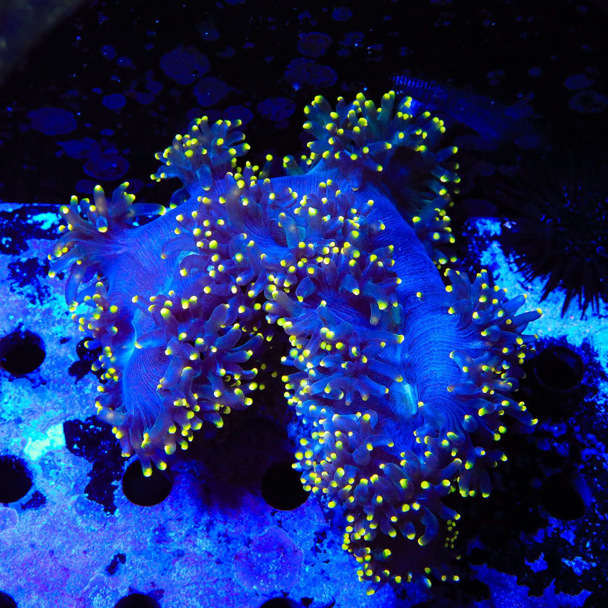 Orange Tip Elegance Colony Coral - Top Shelf Aquatics
