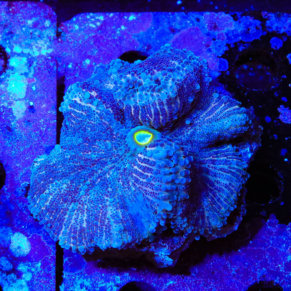 Ultra Yuma Coral - Top Shelf Aquatics