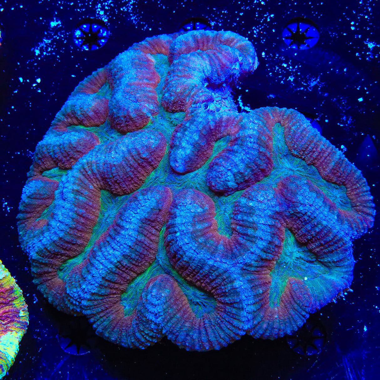 Ultra Lobophyllia Colony Coral - Top Shelf Aquatics