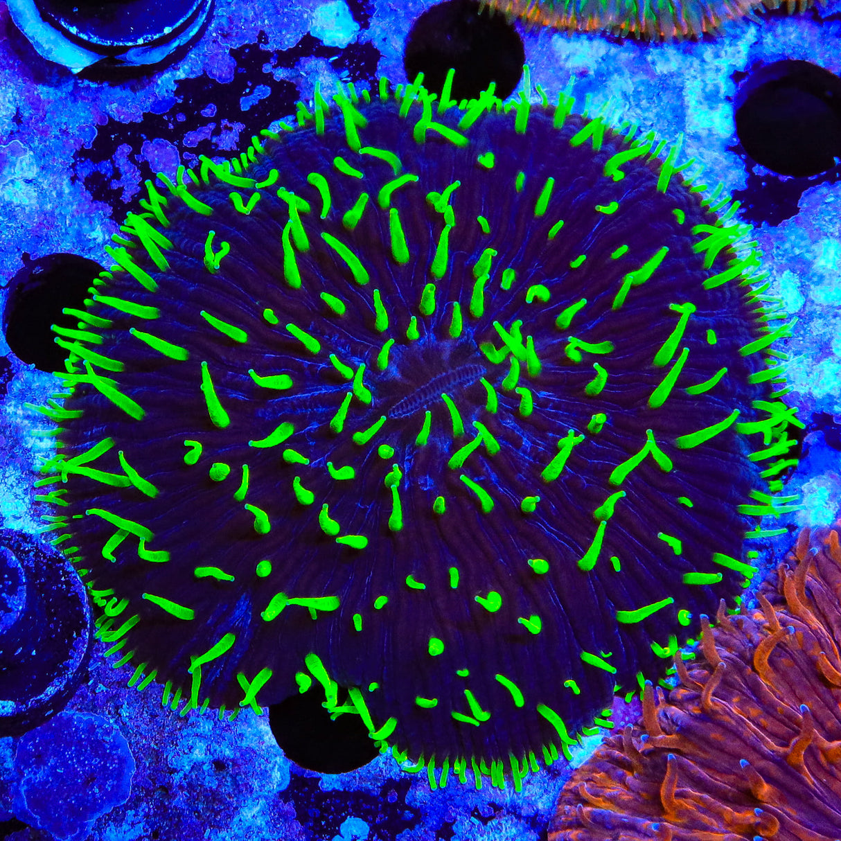 Joker Plate Coral - Top Shelf Aquatics