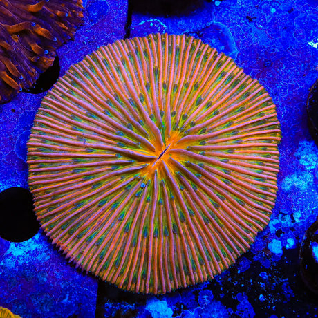 Rainbow Plate Coral - Top Shelf Aquatics