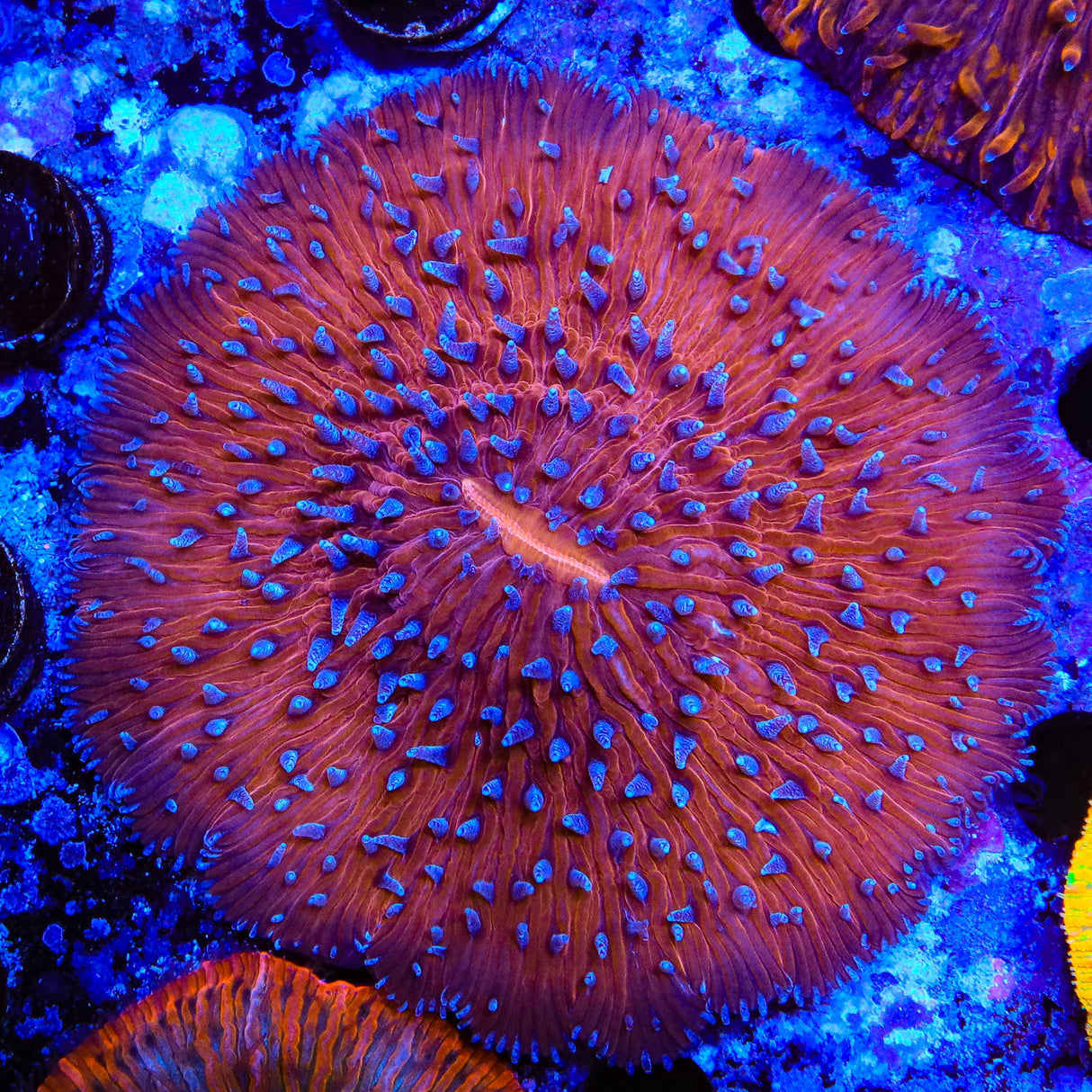 Rainbow Plate Coral - Top Shelf Aquatics