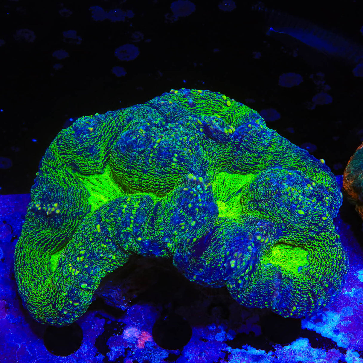 Ultra Lobophyllia Coral - Top Shelf Aquatics