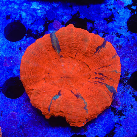 Ultra Scolymia Coral