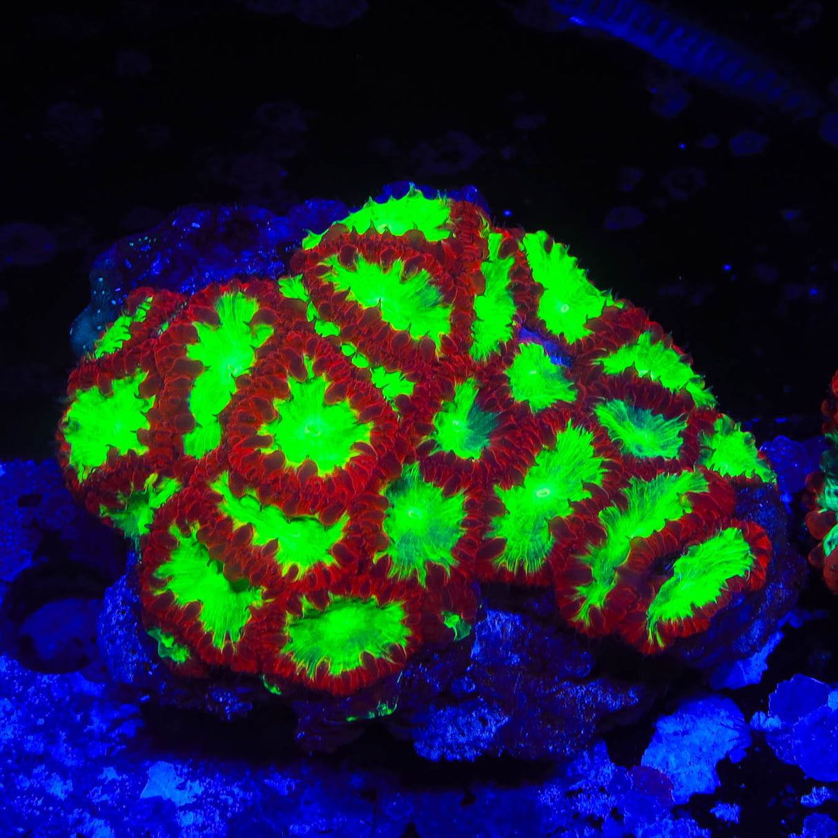 Watermelon Blastomussa Colony Coral - Top Shelf Aquatics