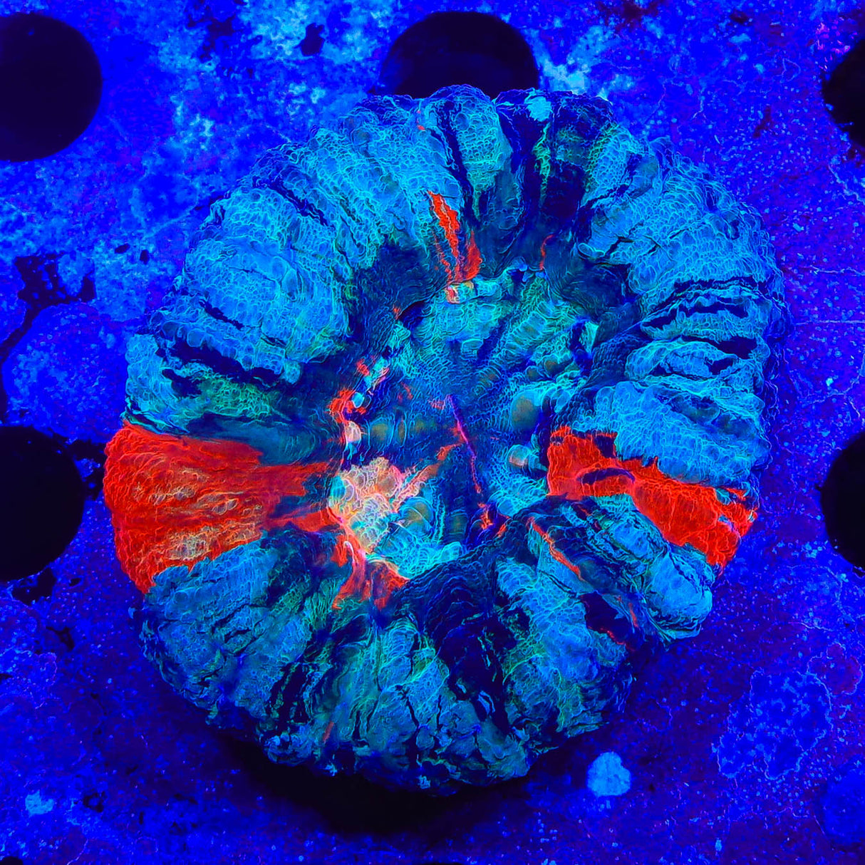 Ultra Scolymia Coral - Top Shelf Aquatics