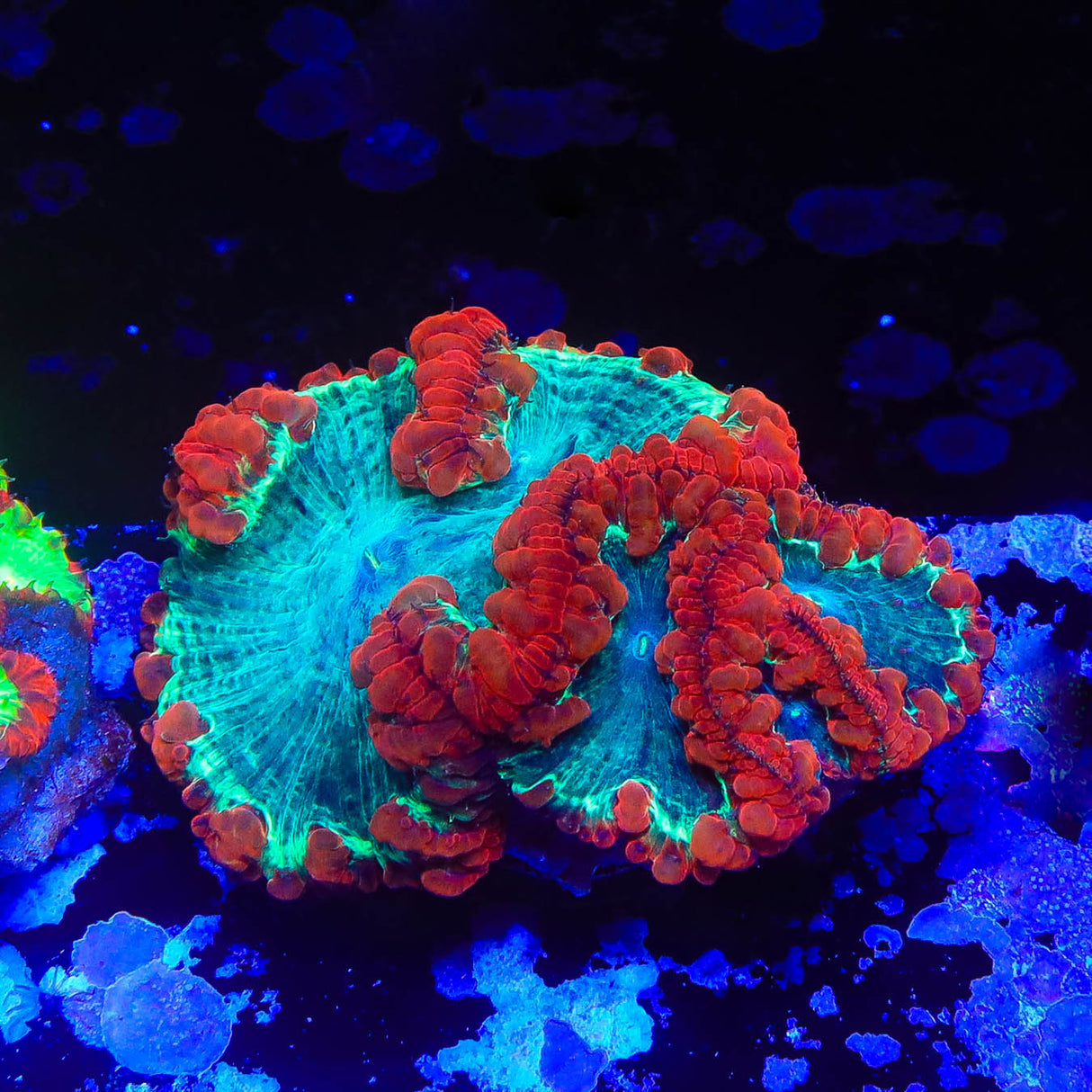 Spiderman Blastomussa Colony Coral - Top Shelf Aquatics