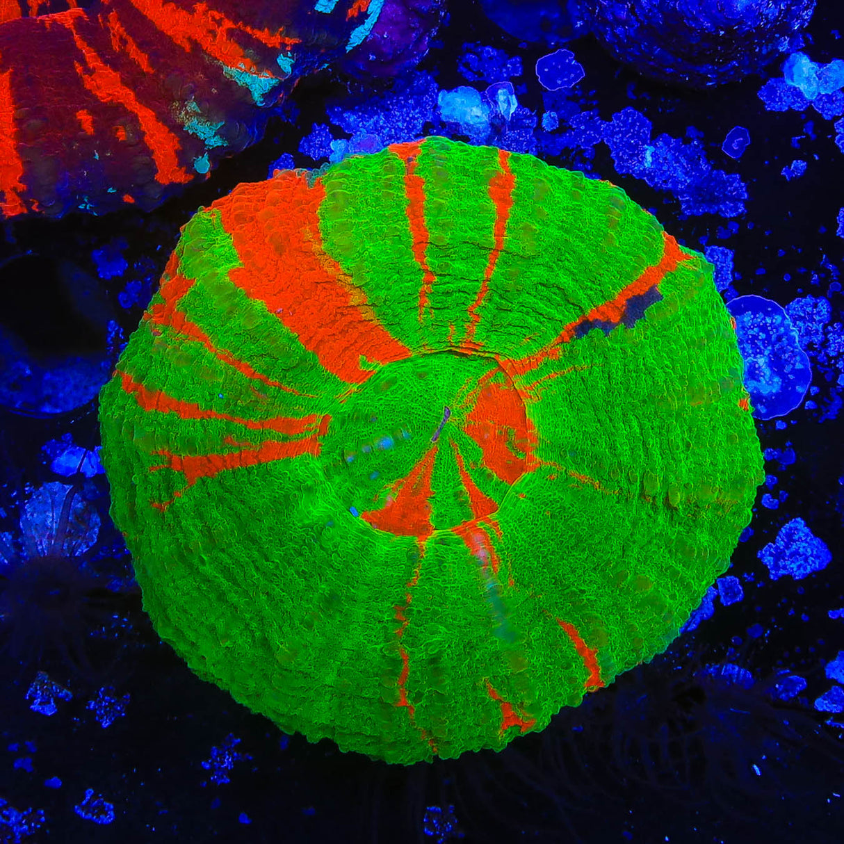 Bleeding Apple with Blue Scolymia Coral