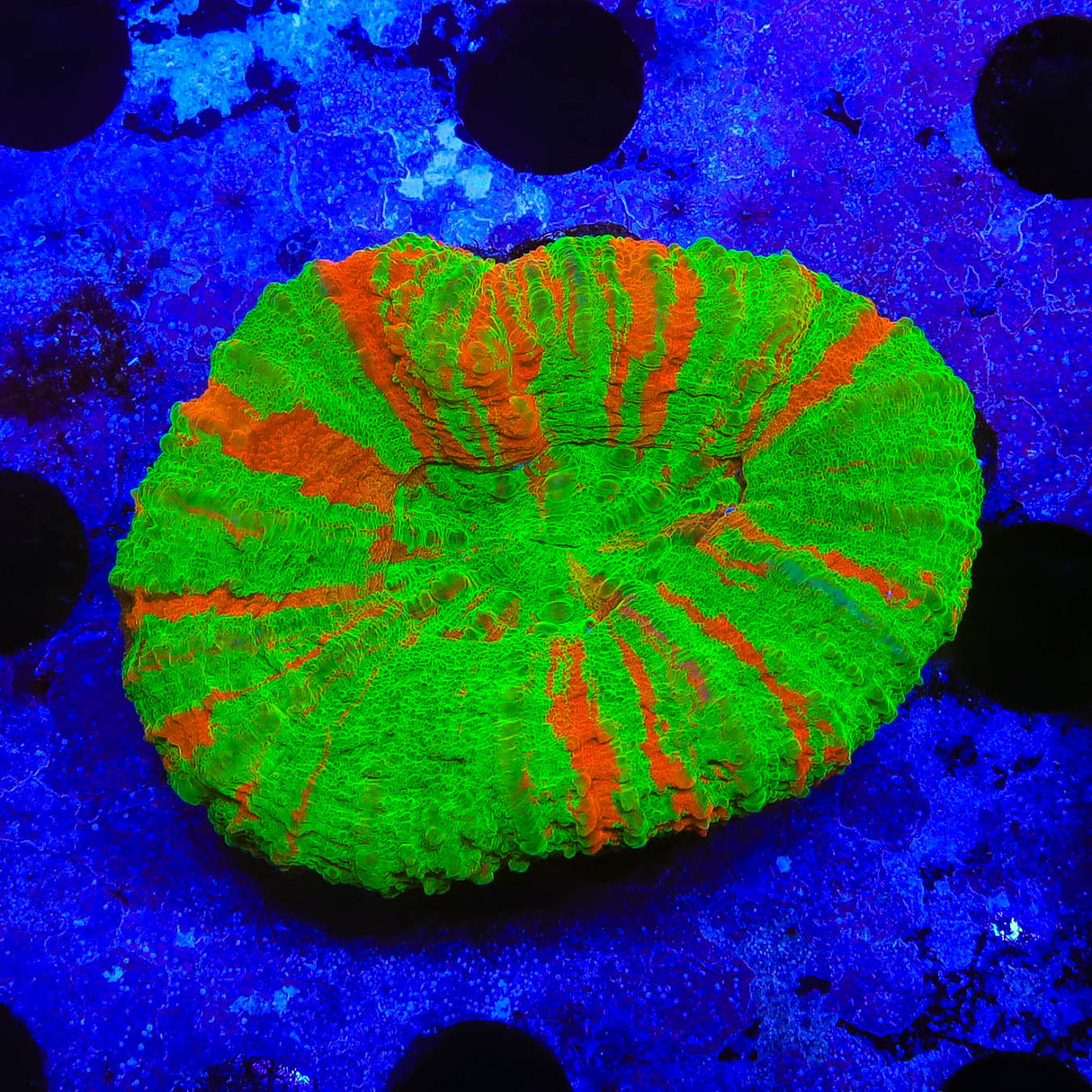 Bleeding Apple Scolymia Coral - Top Shelf Aquatics