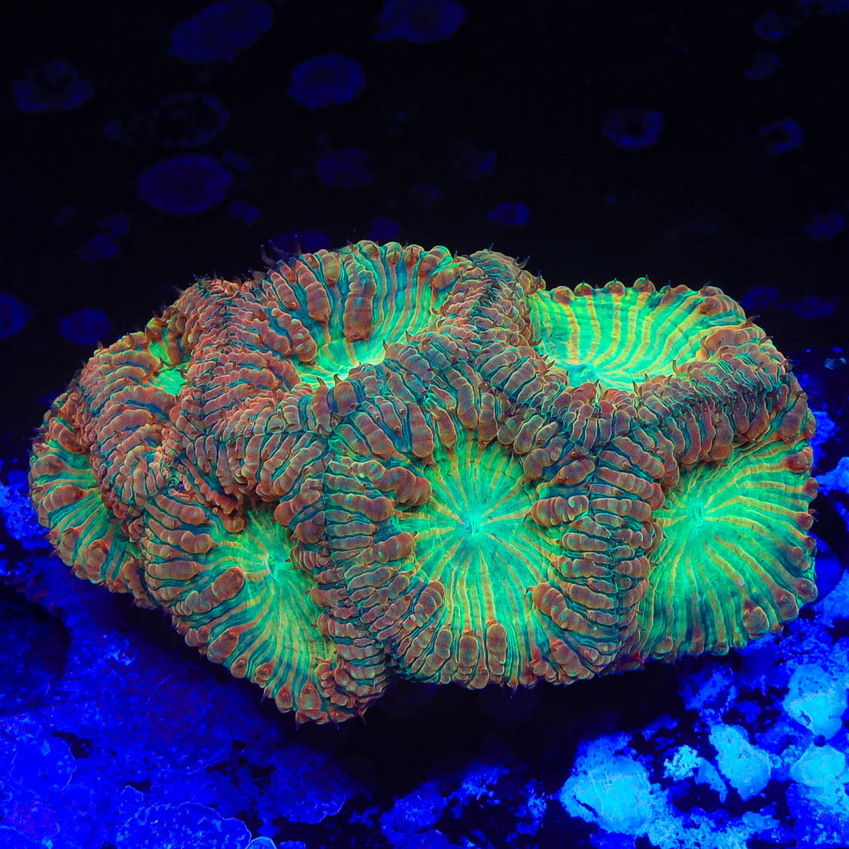 Rainbow Blastomussa Colony Coral - Top Shelf Aquatics