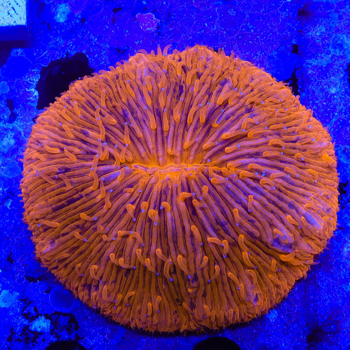 Atomic Orange Plate Coral - Top Shelf Aquatics