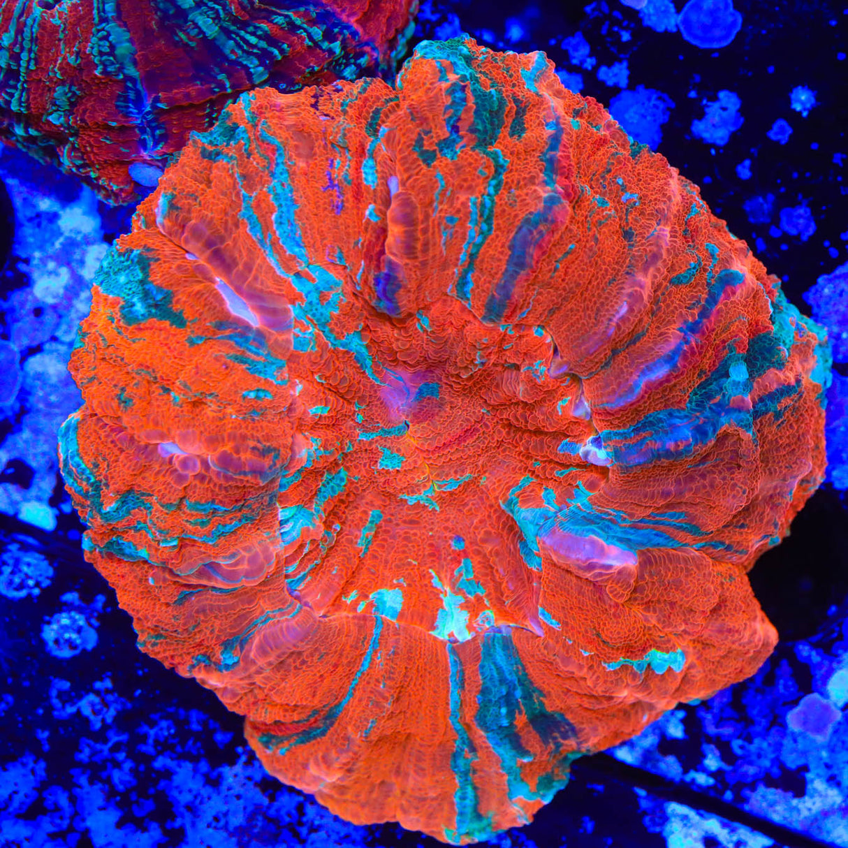 Ultra Rainbow Acanthophyllia Coral - Top Shelf Aquatics