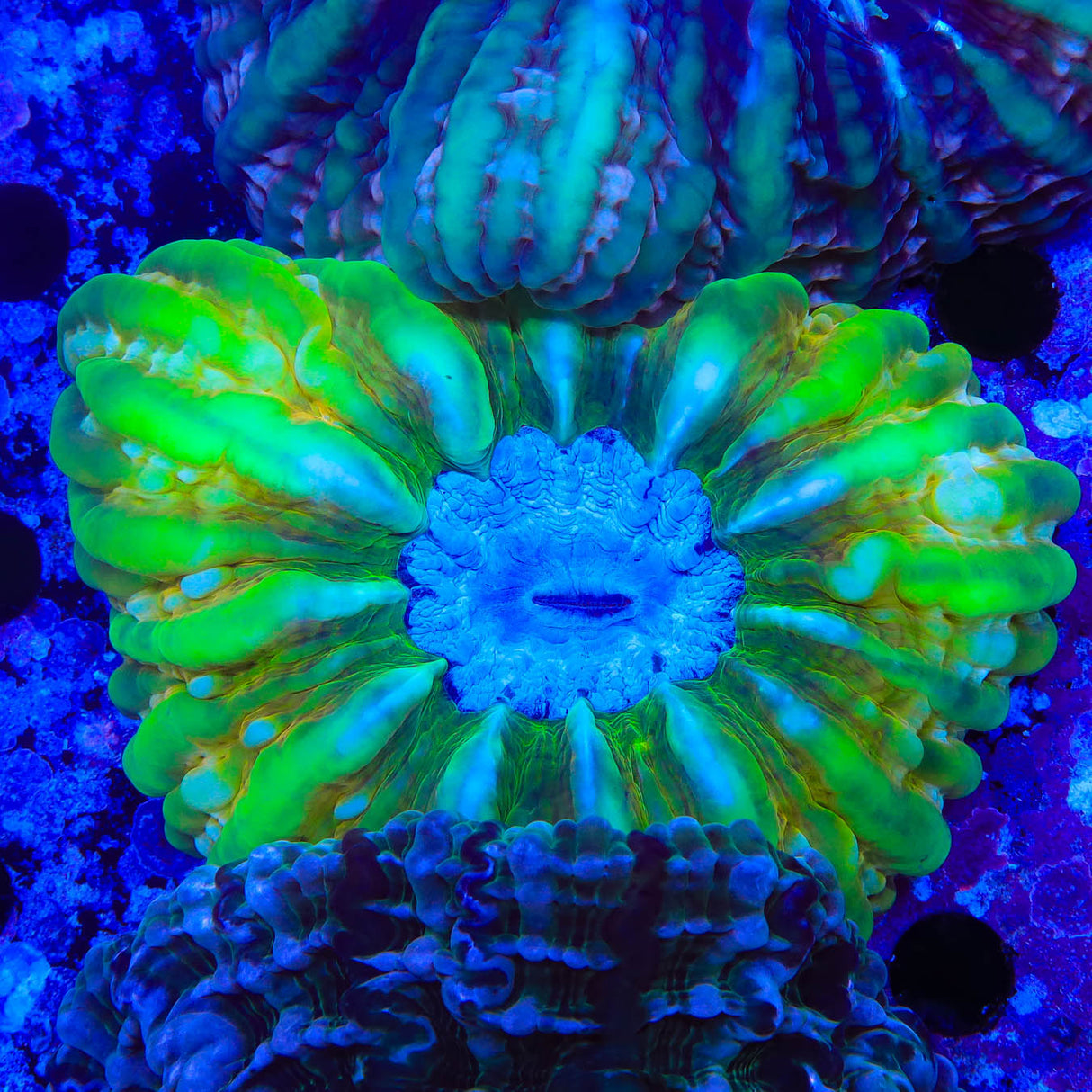 Lime Cynarina Coral