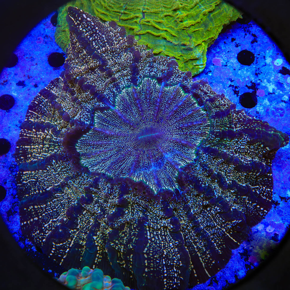 Rainbow Speckled Acanthophyllia Coral - Top Shelf Aquatics