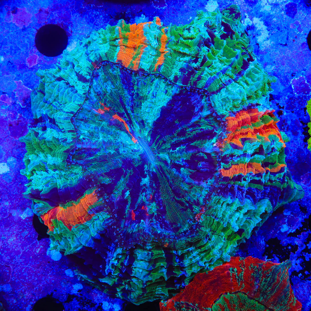 Rainbow Acanthophyllia Coral - Top Shelf Aquatics