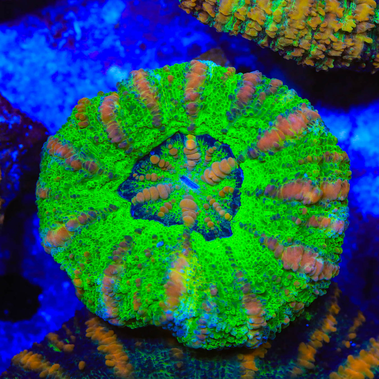 Rainbow Button 1" - 2" Scolymia Coral - Top Shelf Aquatics