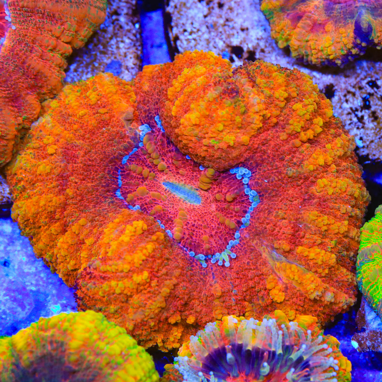Rainbow Button 2" - 3" Scolymia Coral - Top Shelf Aquatics