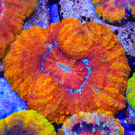 Rainbow Button 2" - 3" Scolymia Coral
